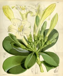 Fagraea ceilanica